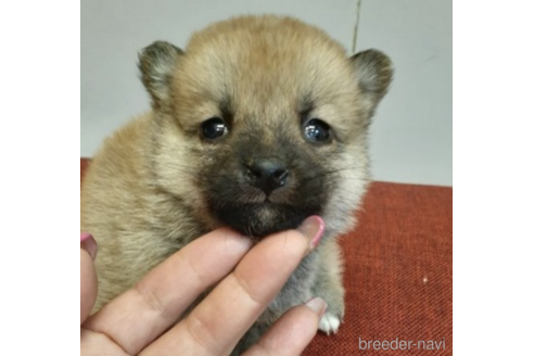 成約済の富山県の柴犬-215021の1枚目